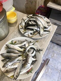 Штиль и 20 м: актёр даёт мелкую ставриду, у берега по курице ловится окунь