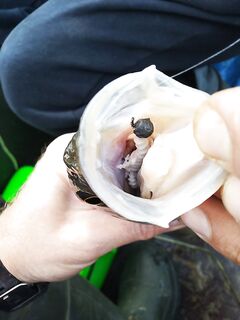 Самосбор дешевле — рвать не так больно; обжал, и рабочая приманка готова