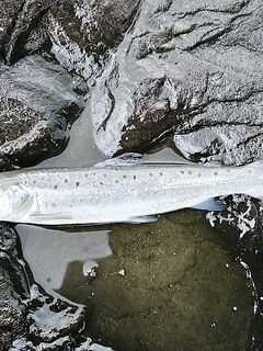 Пилькеры в игноре: малёк лосося, сход саргана и ветер после дождя