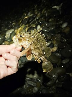 «Свинарник» вечером: окунь на курином филе, к сумеркам редкая скорпена