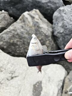 Погодный слом, водоросли на шнуре и один рыжик перед ливнем