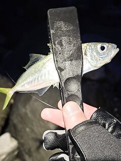 Имеретинка под мощный накат: дождался сумерек и часовой «конвейер» ставриды