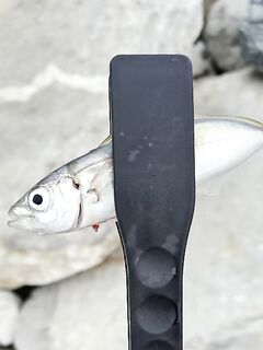 Имеретинка: чистая вода и первый луфарь сезона, охотник вынес лаврака