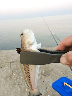 Шипанулся на рыбе — рука ныла пять дней, но на сковороде она хороша!