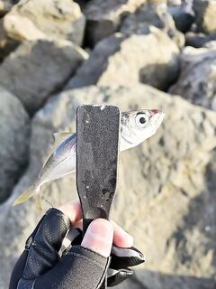 Сочи, Имеретинка — встречный ветер, осторожная ставрида и маленький луфарь