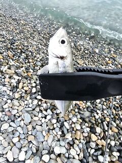 Свинарник вечером: штиль, боковое течение и маракуй в фаворе - ставрида и ерш