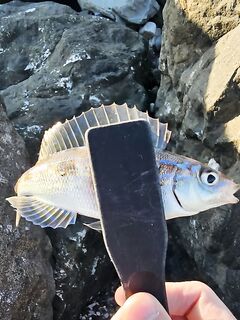 Имеретинка, штиль и боковой ветер: скорпена на пилькер, ночью ставрида поштучно