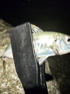 Имеретинка, закрытие отпуска: вечерний выход ставриды и пустой горбыль под подвохов