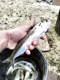 После Дона вернулся к морю: селёдку потаскал, теперь снова к Чёрному