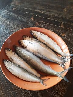 Лодка была, мотора не стало: отложил планы до зимы, отдых важнее селёдки