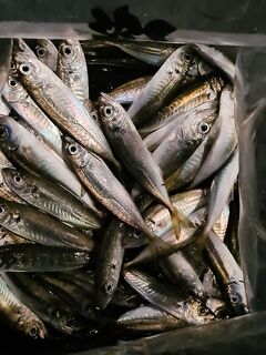 Лазаревская: рыба уже есть, но пока в количестве не разошлась - держу темп