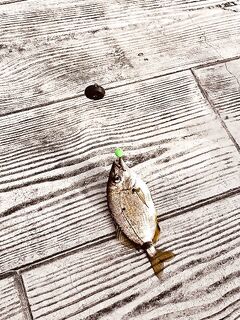 Кабардинка, сильный ветер: за час один окунь и карасик - сессия на характере