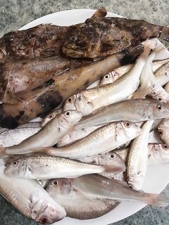 Между Хостой и Кудепстой: тирольки, навозный червь и бычок среди мелкого ерша