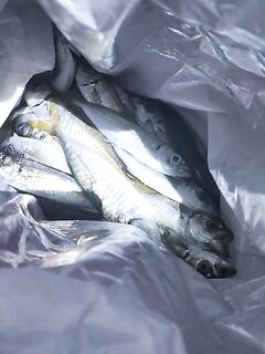 Центр Сочи 21:00-24:00: проводка с вариациями, смена приманок и килограмм улова