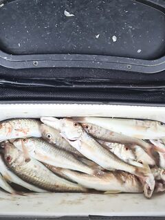 Утро в Сочи короткое: немного поклевало до ветра и по домам - рыбалка дальше