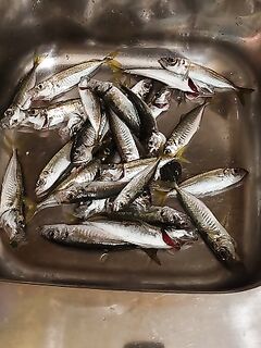 Сухум, первая ставридная сессия: джиг-головка 3,5 г с маракью зашла на ура