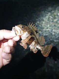 Район Сочи парка, клев на каждом забросе: рыбалка удалась, всех отпустил