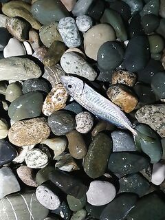 Вечер в районе Сочи парка: короткий выход на точку и настрой на рыбалку