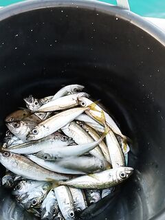 Сочи, вечерняя вода очистилась, но медузы бесят - морская рыбалка с характером