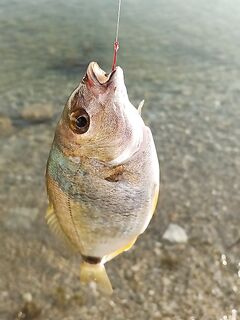 Фидер 5–8 вечера: 4 карася, две зеленушки и «монстр» в щипцах для опознания