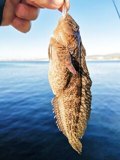 Опознание по фото: похоже на собаку, коротко по признакам