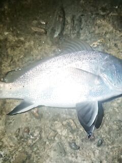 Буны и первый горбылёк года: ставрида шпротой, скорпены в прилове