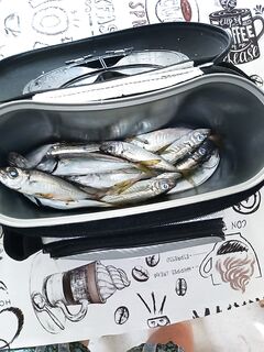 Дагомыс, все буны заняты: ставрида с 21:30 до 2:00, утром пусто