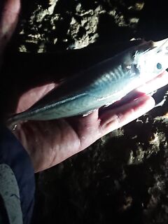 Ветер до 4 г, ночной «дед» порвал 0.18: ставрида 1.5–2 м, без подсака шансов мало