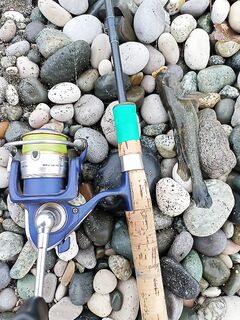 Дожди, гроза и мутняк: отводной с сушёным червём, 2 карася, бычок и пару сардинок