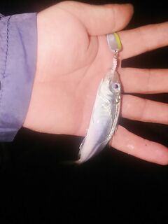 Имеретинка Адлер: ветер, веса 3–3.5 г и горбыль 600–700 отпущен