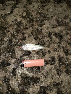 Ночная ставрида шпротой и новая палка огнище: поклёвок туча, реализации мало