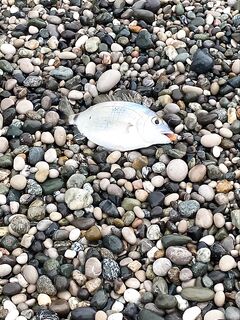 Абхазия по месту: карась с зубами, ставрида на белого и оранжевого, барабуля донкой