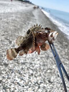 Ультралайт по морю: головы 1–3 г, белые жёлтые коричневые червяки и донка под барабулю