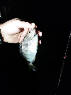 Самый ранний подъём: караси до рассвета, два дракончика и шесть на сковородку