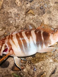 Вечерние буны, тихая вода и ставридос мелкий: покидал, подышал, фото на память