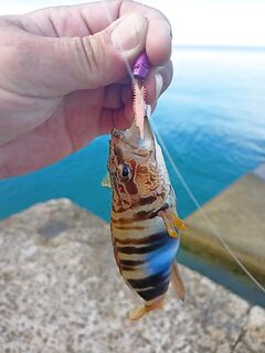 Морская рыбалка на Чёрном море: короткий выход до завтрака с розовой Marukyu