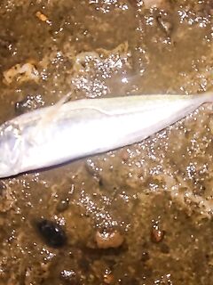 Утро с ветром с моря: шпроты на месте, ставрида покрупнее мелькает — С&R сетап