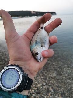 Прохладное утро и капризная рыба: рыбалка на микруху с Power Shirasu и Komushi