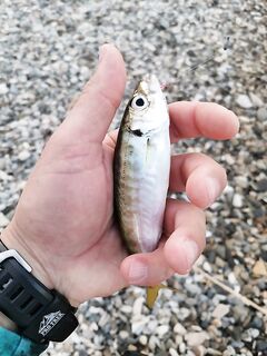 После ливня — тишина: пара рыб за утро и версия об опреснении прибрежки