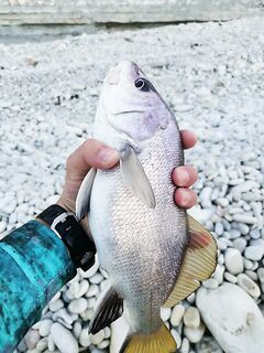 МДЖ и основные лески: почему не монка и когда уместен флюр как основная