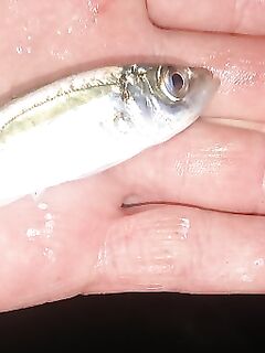 Ночная серия на бунах: светлые цвета по ставриде, «малыши» скорпены и горбыль