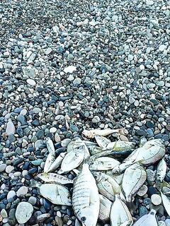 Пицунда с 5 до 8: по темноте ставрида, после рассвета карась — «окна» короткие