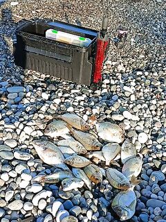 Пицунда короткой сессией: пять карасей и горбыль на 700 г — утро мерное