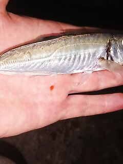 Вечер на бунах: мелкая ставрида, затем донка по ершу и два горбыля — один ушёл