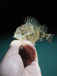 Лдзаа, Пицунда — второй опыт: микрушка 1.5 г, набор видов и дальнобой под ставриду