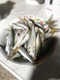 Пицунда: отводной, дефицит наживки и «калифорнийский червь» — тарелка в день