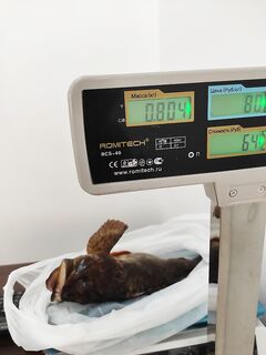 Ночной рекорд по скорпене: 800 г на креатуру и отводной — в желудке два краба