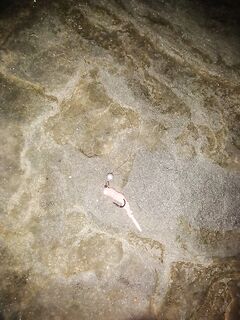 Нижняя Хобза: ставрида после 22:00 и половина кана за два часа — без подсака тяжко