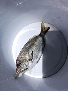 Выход за горбылём: крючок №4, карась сошёл на минимум, горбыльки отпущены