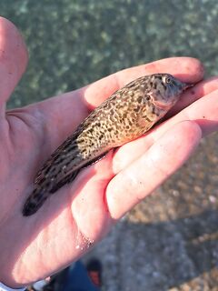 Лоо по списку: пополнил коллекцию, барабуля в количестве, сарган на пилькер